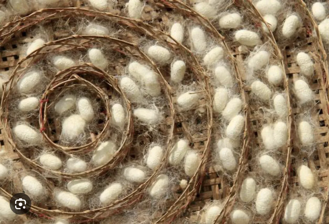Silk cocoons from the family farm